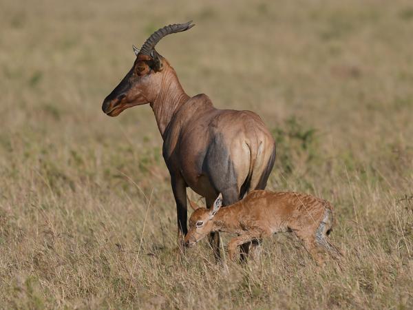 <h3><a href="/trips/tanzania/biota/animalia/chordata/mammalia/artiodactyla/bovidae/damaliscus lunatus/damaliscus lunatus-nl.html">Damaliscus&nbsp;lunatus</a> / Common&nbsp;tsessebe / Topi</h3>OM-1 Mark II met OLYMPUS M.150-400mm F4.5, 1/2000 sec  bij F4.5, ISO 200, afstand 57.8&nbsp;m